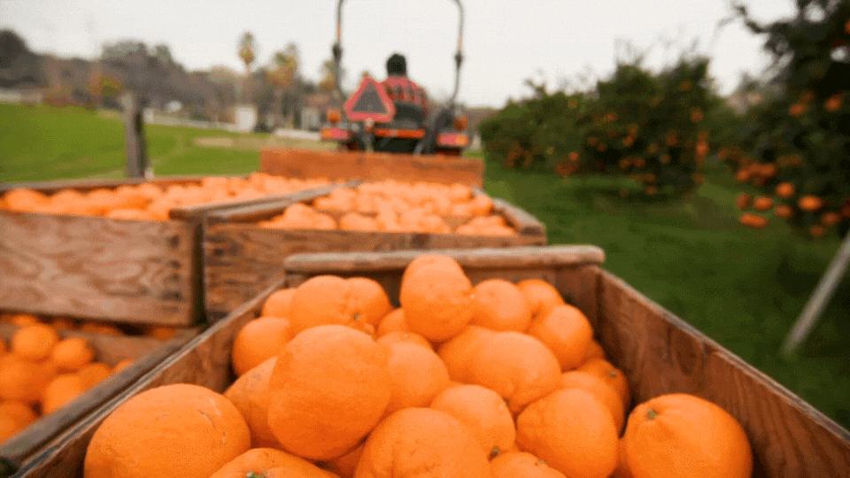 Mountain mandarins being transported in GIF format