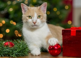 Foster a cat or dog this holiday season