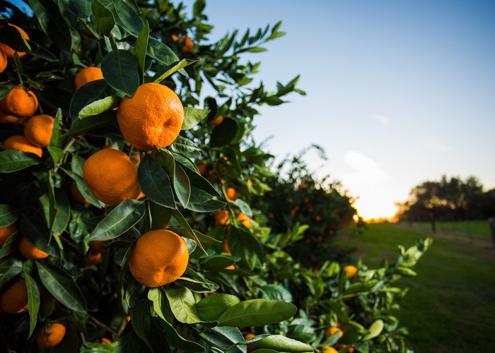 Mandarin tree farm in Placer County