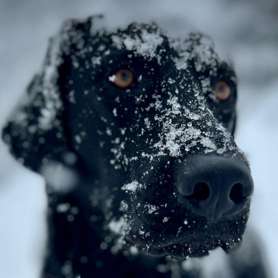 dog with icy nose
