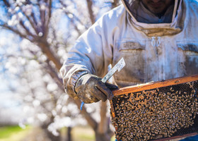 Beekeeper holds a bee colony