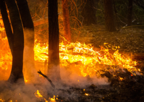 Wildfire burns through wooded area