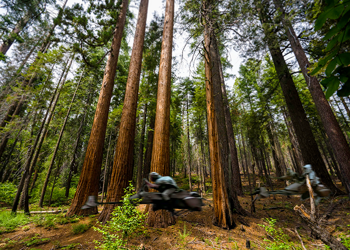 Star Wars speeder bikes take over the Giant Sequoias at Big Trees Grove.
