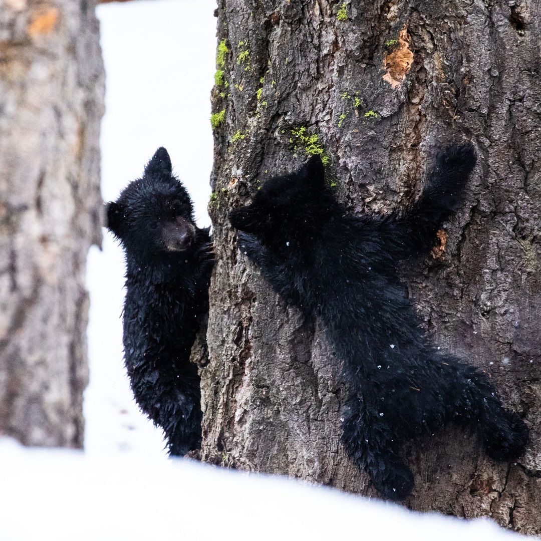 two bears playing on a tree