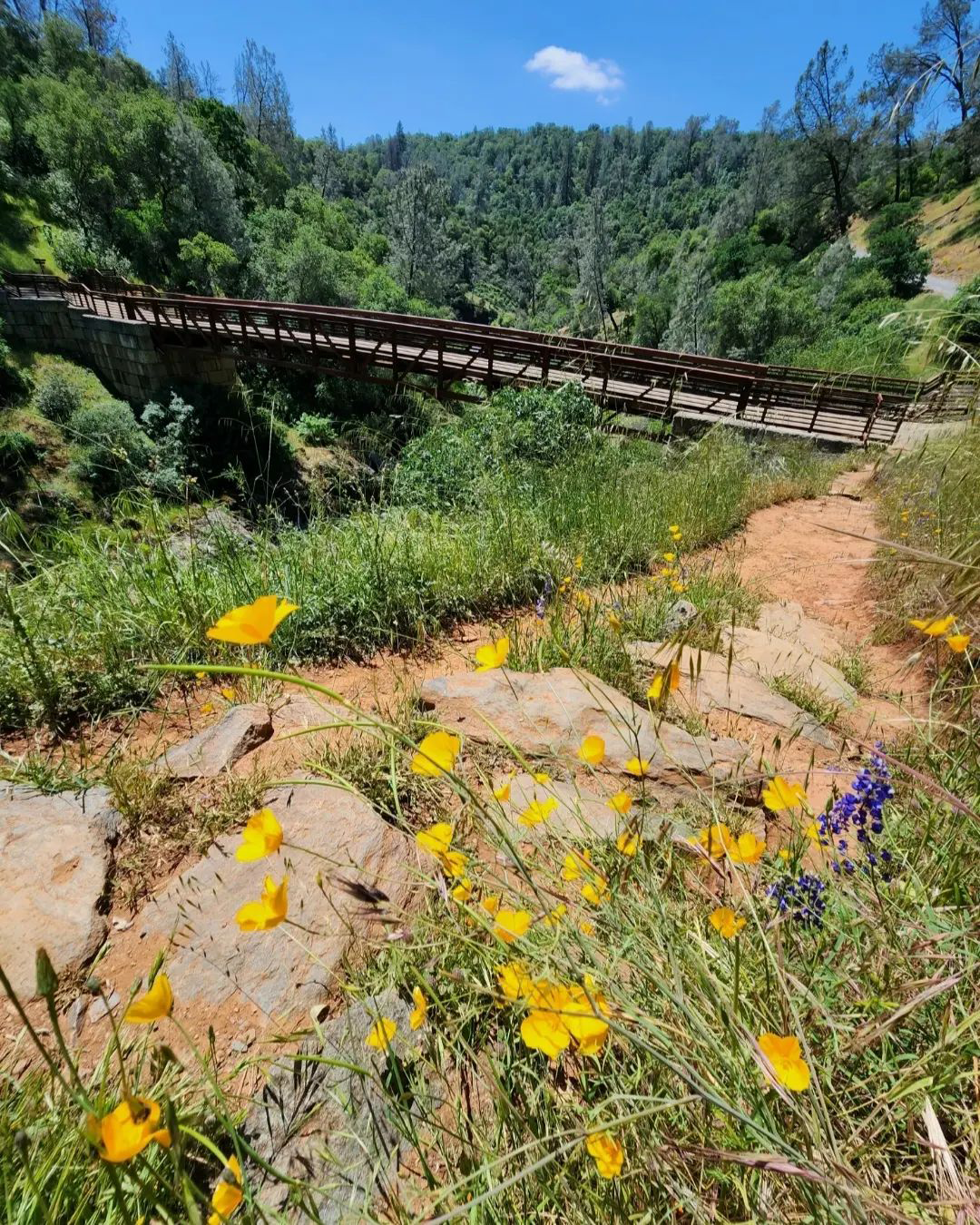 Placer County Photo of the Week featuring a bridge and wildflowers at Hidden Falls Park in North Auburn