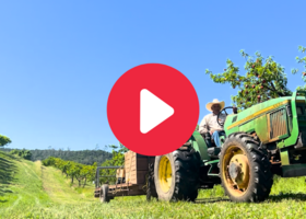 Tractor in a peach orchard