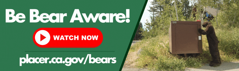 Be bear aware! Bear safety tips