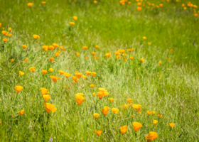 Hidden Falls poppies