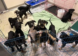 Playful puppy party at Placer