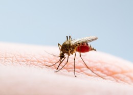 Close up of a feeding Culex mosquito, known to transmit viruses such as West Nile