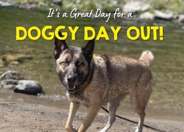 German shepherd dog walking