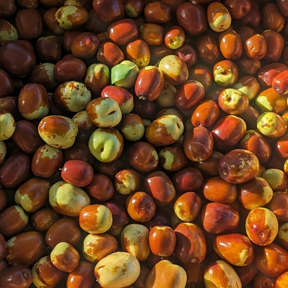 Cluster of green-red jujube fruit