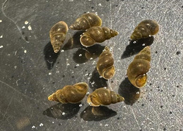 New Zealand mudsnails scattered on a dark surface