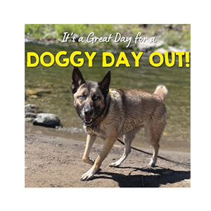 doggy day out