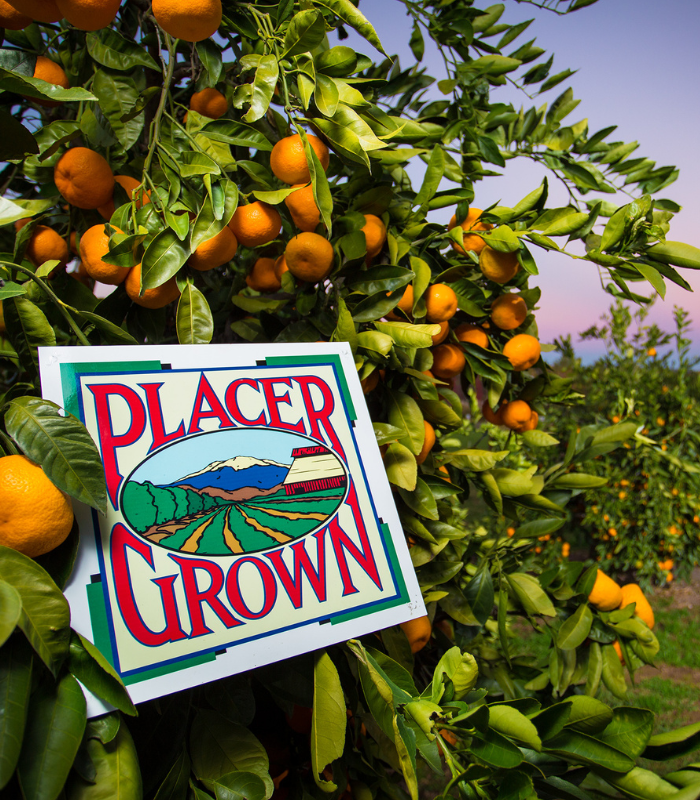 "Placer Grown" sign sits in orange tree