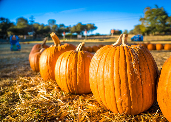 Close up of pumpkins at a Placer County pumpkin patch