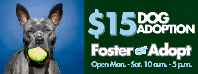 $15 Dog Adoption. Foster or Adopt. Open Monday to Saturday 10 a.m. through 5 p.m. all Bark-tober