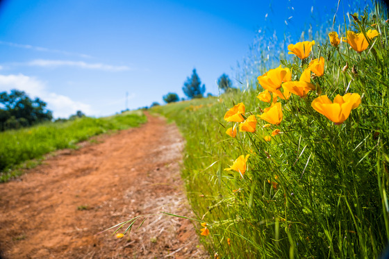 Hiking trail at Hidden Fails framed by California poppies