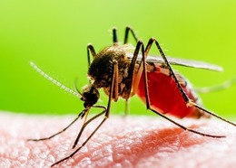Mosquito bites human