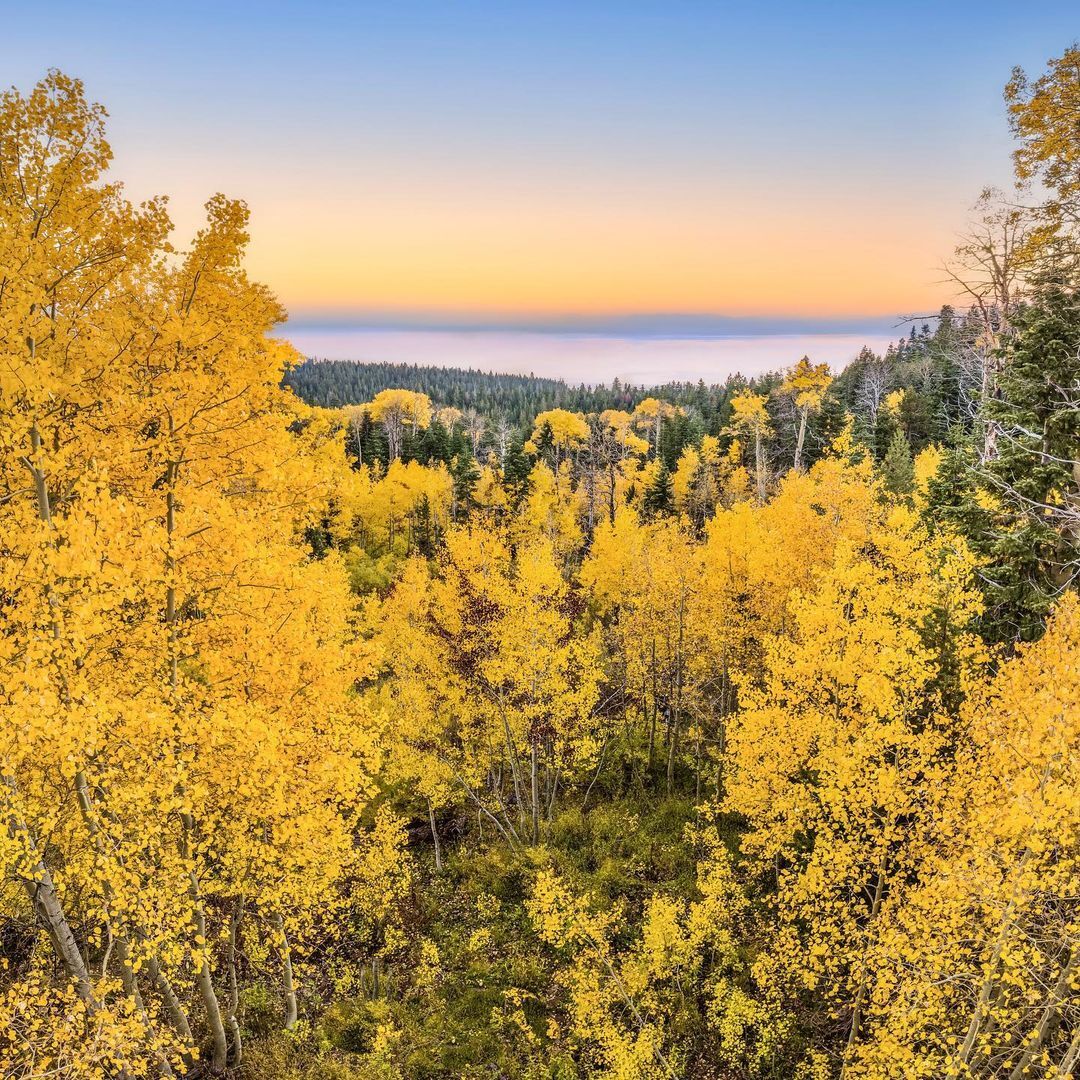 View of Lake Tahoe through fall-colored trees