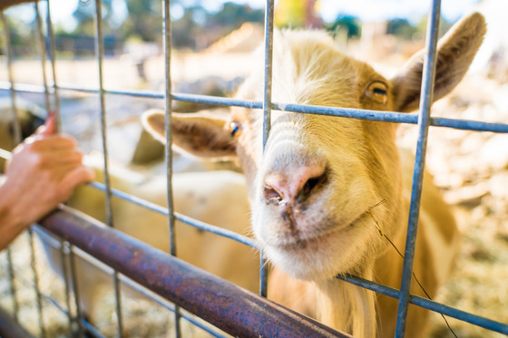 Charismatic goat peaks through fence at Rickey Ranch