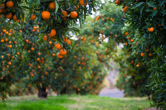Mandarins hang from trees at a foothills orchard