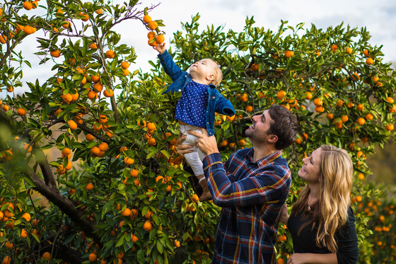 Mother smiles as father lifts child to pick mandarins at orchard