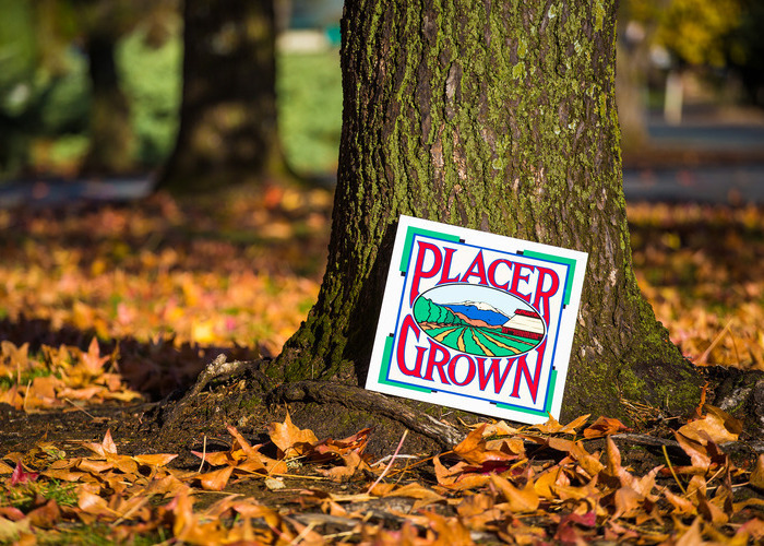 Sign reading "PlacerGROWN" sits in front of tree trunk