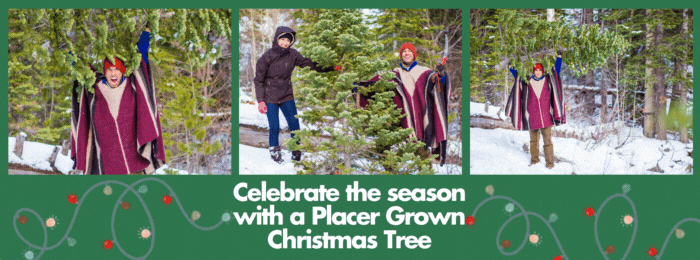 Celebrate the season with a Placer Grown Christmas Tree. Tap here to get a tree cutting permit or find a Christmas tree farm