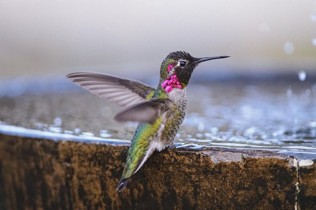 Close up of a hummingbird sitting by water in Weimar
