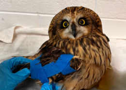 A wildlife rehabilitator bandages injured owl