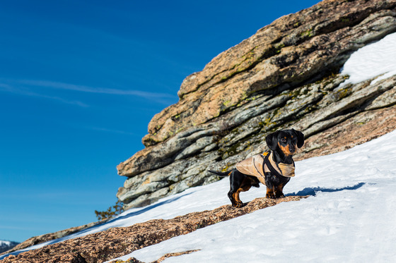 Miniature Dachshund pup scales Donner Peak