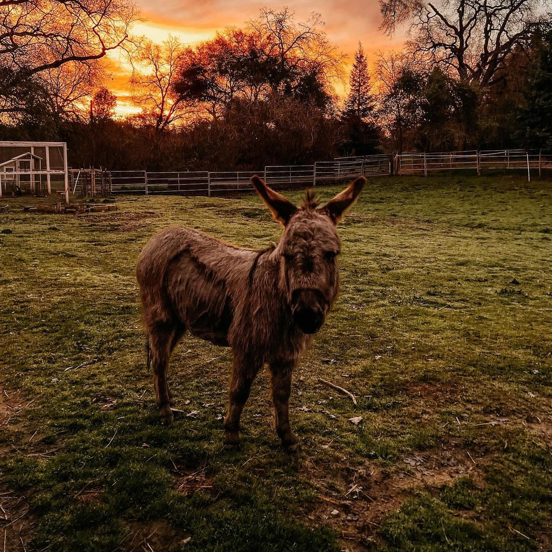 Charlie the mini donkey poses during sunrise at her Loomis homestead