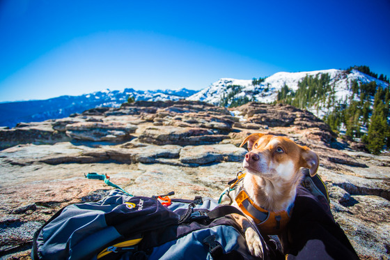 Small dog takes a rest after hiking Donner Peak