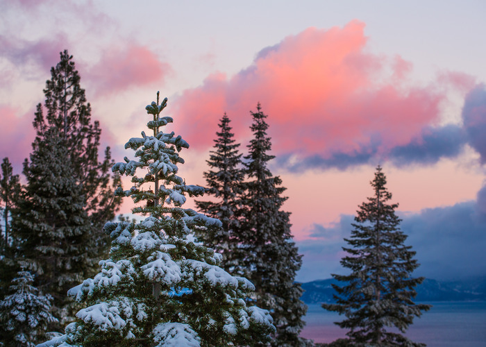 Snow-dusted trees overlooking the North Lake Tahoe shoreline