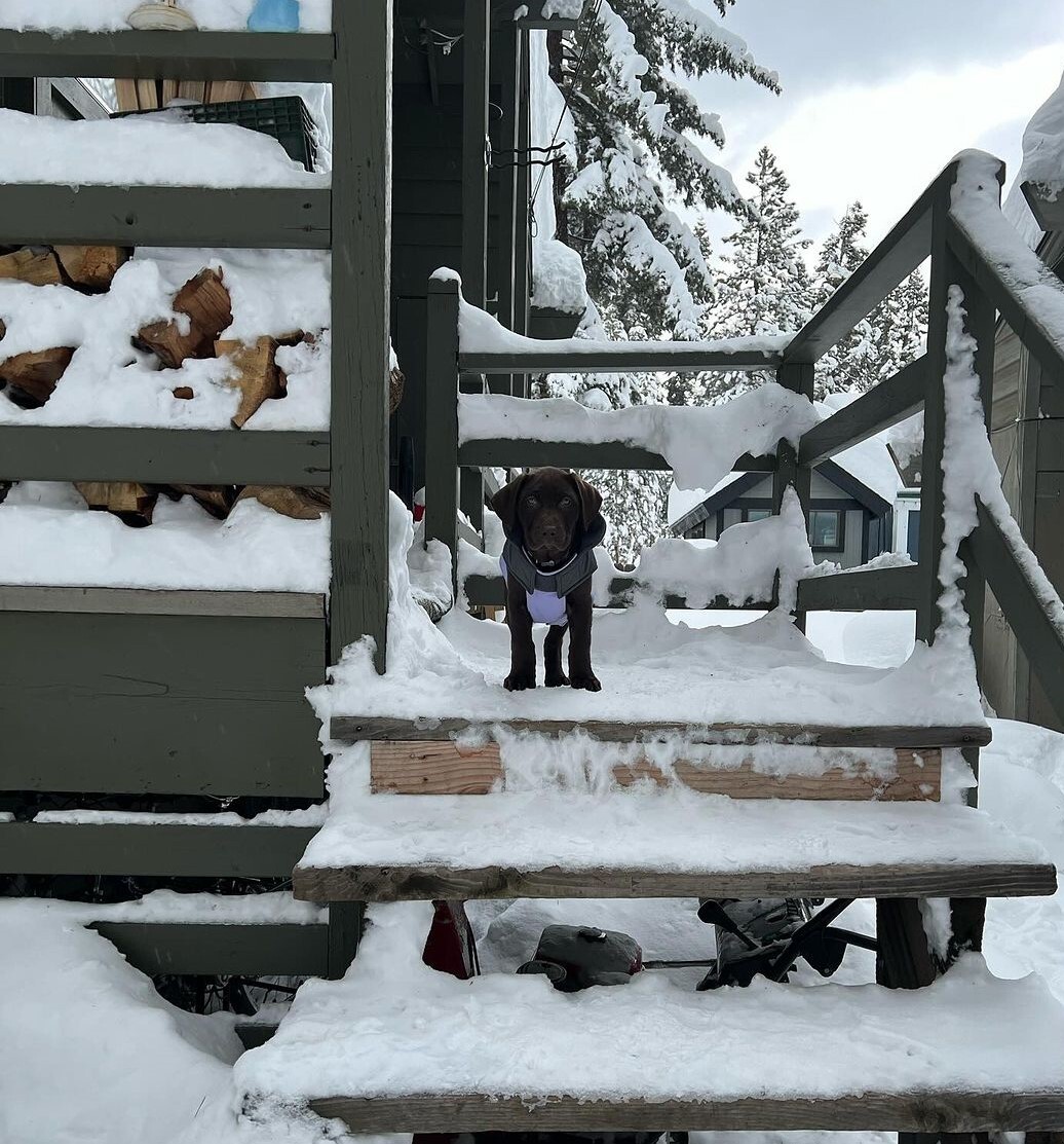 A dark-colored puppy sits atop a snowy staircase in Tahoe City