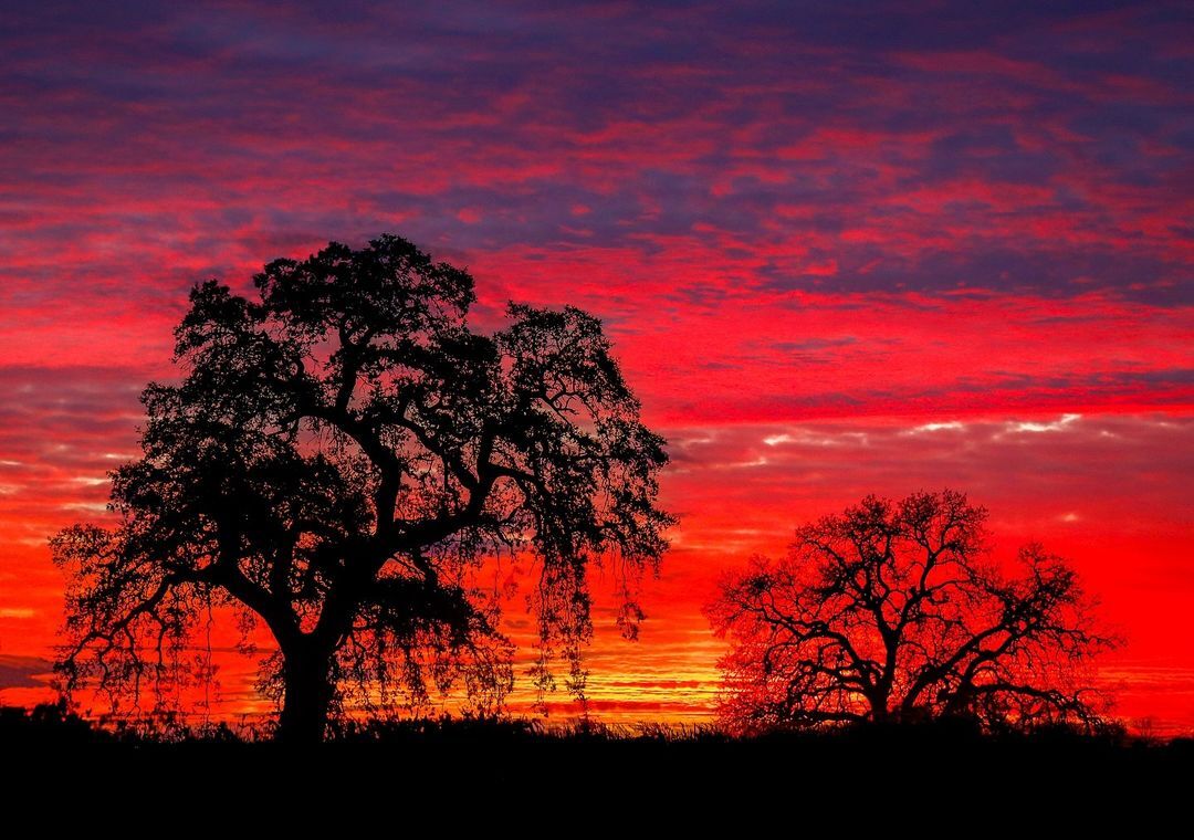 Sunset with large oaks