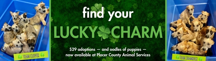 Graphic reading Find your lucky charm with photos of puppies in bins inviting residents to take advantage of discounted animal adoptions