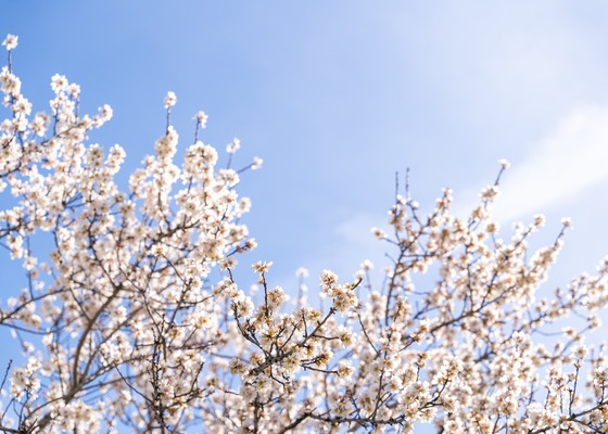 Almond tree blossoms set against a brilliant blue sky