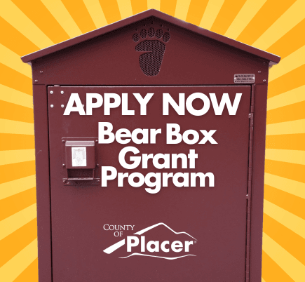Bear Box