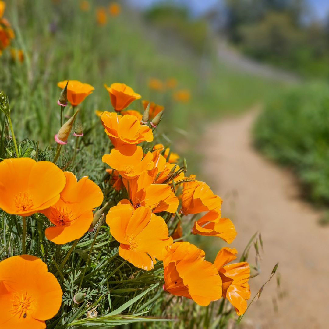 Poppies on a trail