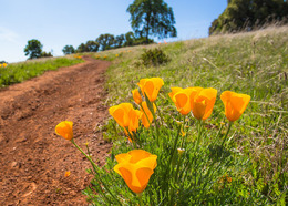 Poppies on a trail