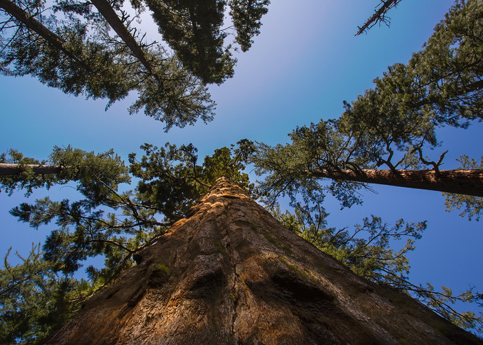 The Big Trees grove in Placer.
