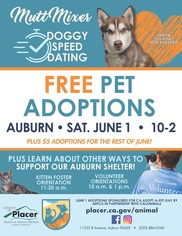 pet adoptions