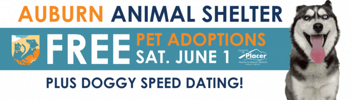 Pet adoption banner
