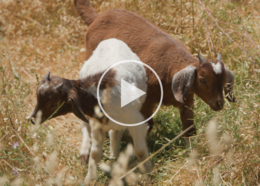 Grazing goats on grass