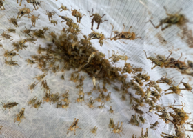 Close up of grasshoppers in net