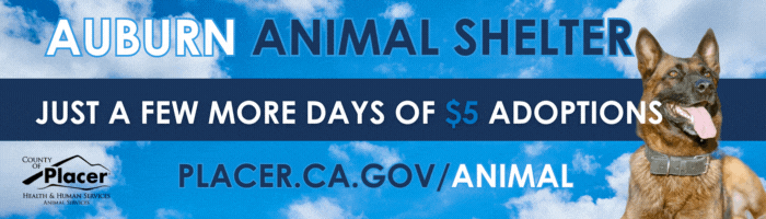 Auburn animal shelter $5 adoptions