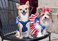 Pets in Fourth of the July gear