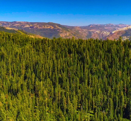 Forest health action plan